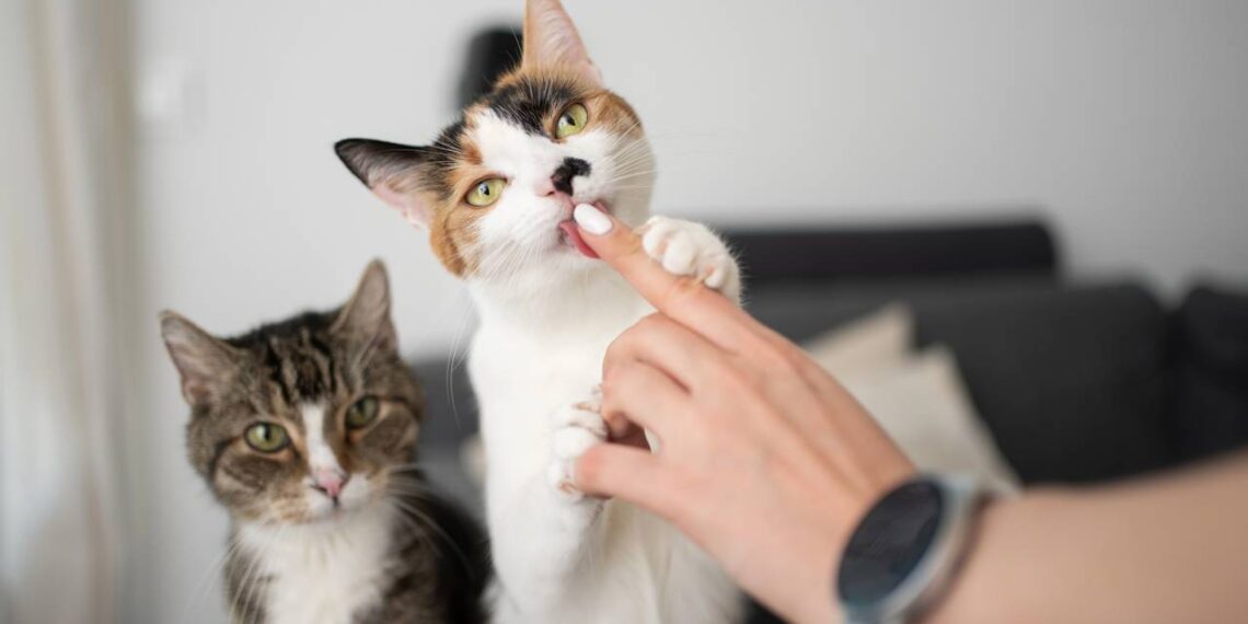 O motivo curioso por trás da língua áspera do gato que parece uma lixa de unha