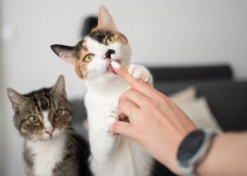 O motivo curioso por trás da língua áspera do gato que parece uma lixa de unha