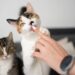 O motivo curioso por trás da língua áspera do gato que parece uma lixa de unha