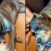 Ator se despede de cachorrinha e emociona ao falar sobre amor que continua