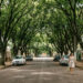 98,6% das ruas têm árvores: a cidade brasileira que a ONU reconheceu como floresta urbana