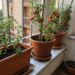 Erro comum ao plantar tomate cereja em vasos que pode impedir que a planta dê frutos