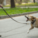 Seu cachorro avança nos outros cães na hora do passeio? Saiba oque pode ser e como agir