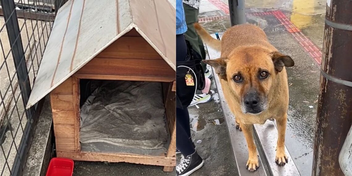 Cachorro de rua ganha casinha apesar das críticas e atitude dos moradores está emocionando a internet