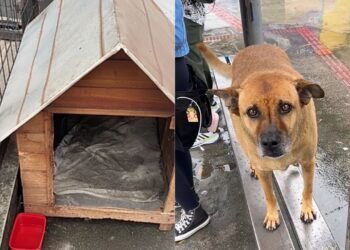 Cachorro de rua ganha casinha apesar das críticas e atitude dos moradores está emocionando a internet