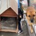 Cachorro de rua ganha casinha apesar das críticas e atitude dos moradores está emocionando a internet