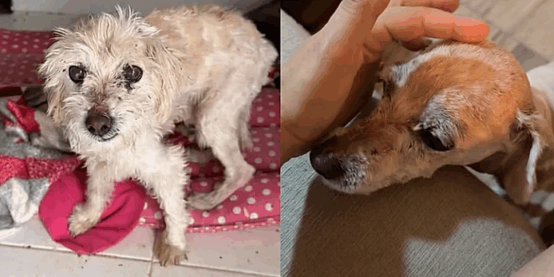 Após anos abandonado, cachorro idoso ganha nova vida após adoção e mostra importância do cuidado na velhice