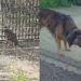 Cachorro é expulso de casa por motivo inacreditável e continua esperando do lado de fora