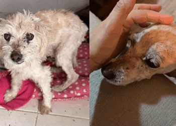 Após anos abandonado, cachorro idoso ganha nova vida após adoção e mostra importância do cuidado na velhice