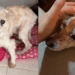 Após anos abandonado, cachorro idoso ganha nova vida após adoção e mostra importância do cuidado na velhice