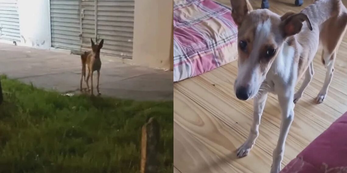 Homem para no meio da rua ao ver cadela extremamente magra e gesto simples muda destino do animal abandonado