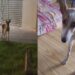 Homem para no meio da rua ao ver cadela extremamente magra e gesto simples muda destino do animal abandonado
