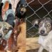 Voluntários não entendem por que o cachorro mais carinhoso nunca foi adotado e continua esperando por uma chance