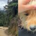 Veterinária encontra cachorro assustado em estrada de terra e o que acontece depois emociona quem acompanha o resgate