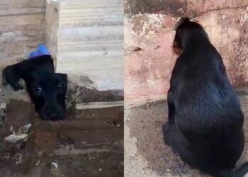 Filhote prende cabeça em buraco no muro e mobiliza resgate no interior de São Paulo