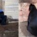 Filhote prende cabeça em buraco no muro e mobiliza resgate no interior de São Paulo