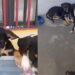 Ignorados por causa da aparência, cinco filhotes ainda sonham com um lar