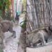 Cachorro viveu anos negligenciado dentro de casa e resgate revela realidade chocante