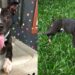 Pitbull resgatado mostra que preconceito ainda atrasa adoção de cães de porte grande
