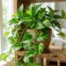 jiboia planta