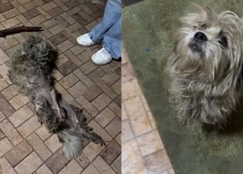 Mulher passa por “bolinha” na rua, volta para conferir e descobre um filhote debilitado