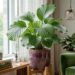 calathea na sala