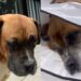 Boxer idoso enfrenta cobra coral para proteger casa e mobiliza moradores