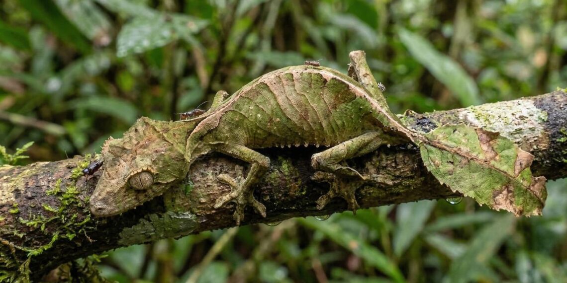 animais camuflados na natureza