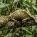 animais camuflados na natureza