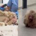 Cachorrinha é resgatada com quase 1 kg de pelos embolados e passa por transformação impressionante