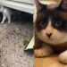 Menina perde casa durante tempestade e reação dela comove ao buscar seu gato em meio aos escombros