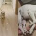 Tudo estava perfeito na viagem, até que um cachorro mudou completamente a experiência do casal