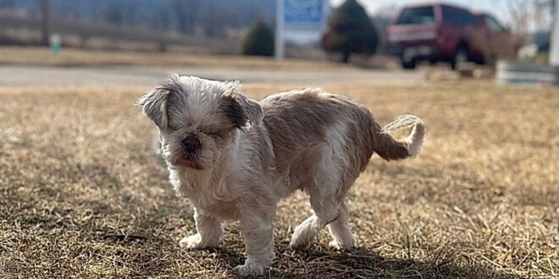Shih Tzu magrinha tenta proteger cinco filhotes enquanto enfrenta abandono e descaso em cidade de Goiás