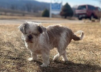 Shih Tzu magrinha tenta proteger cinco filhotes enquanto enfrenta abandono e descaso em cidade de Goiás