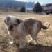 Shih Tzu magrinha tenta proteger cinco filhotes enquanto enfrenta abandono e descaso em cidade de Goiás
