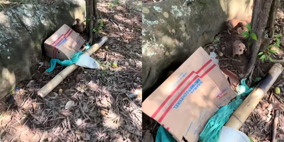 Pescador encontra caixa se mexendo perto da represa e descobre quatro filhotes abandonados