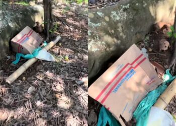 Pescador encontra caixa se mexendo perto da represa e descobre quatro filhotes abandonados