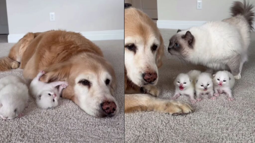 Gata leva filhotes para apresentar a Golden Retriever idosa que cuidou dela quando filhote