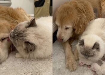 Gata leva seus filhotes para golden que sempre cuidou dela e momento emociona tutora