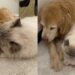 Gata leva seus filhotes para golden que sempre cuidou dela e momento emociona tutora