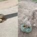 Debaixo de quilos de pelos havia um cachorro à beira do limite