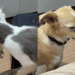 Gatinha em lar temporário usa charme para conquistar cachorro e ganhar adoção
