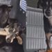 “Eles começaram a me seguir” Moça resgata grupo de cães de rua e história emociona