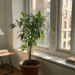 Nem varanda grande nem jardim: o método simples para plantas crescerem em apartamento