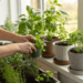 Cinco temperos fáceis de plantar no quintal e garantir sabor na sua cozinha