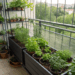 Ervas aromáticas sempre à mão: aprenda a transformar qualquer canto do apartamento em mini horta produtiva