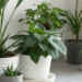 Nem luz intensa nem cuidados constantes: plantas perfeitas para quem não tem tempo