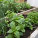 Plantas que se reproduzem sozinhas: veja como ter uma horta infinita sem esforço