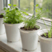 Plante ervas em copos de iogurte na sua cozinha e tenha temperos frescos mesmo em pouca luz