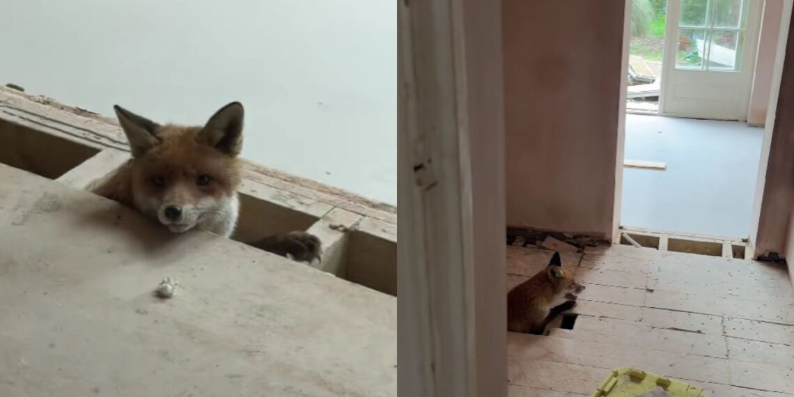 Mulher escuta som vindo do assoalho da casa em reforma e descobre vida precisando de ajuda